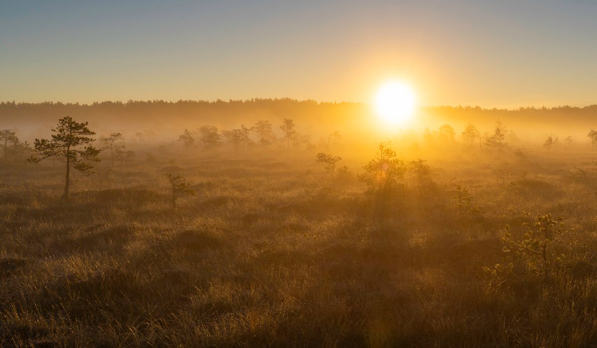 How to identify common upland birds by their calls