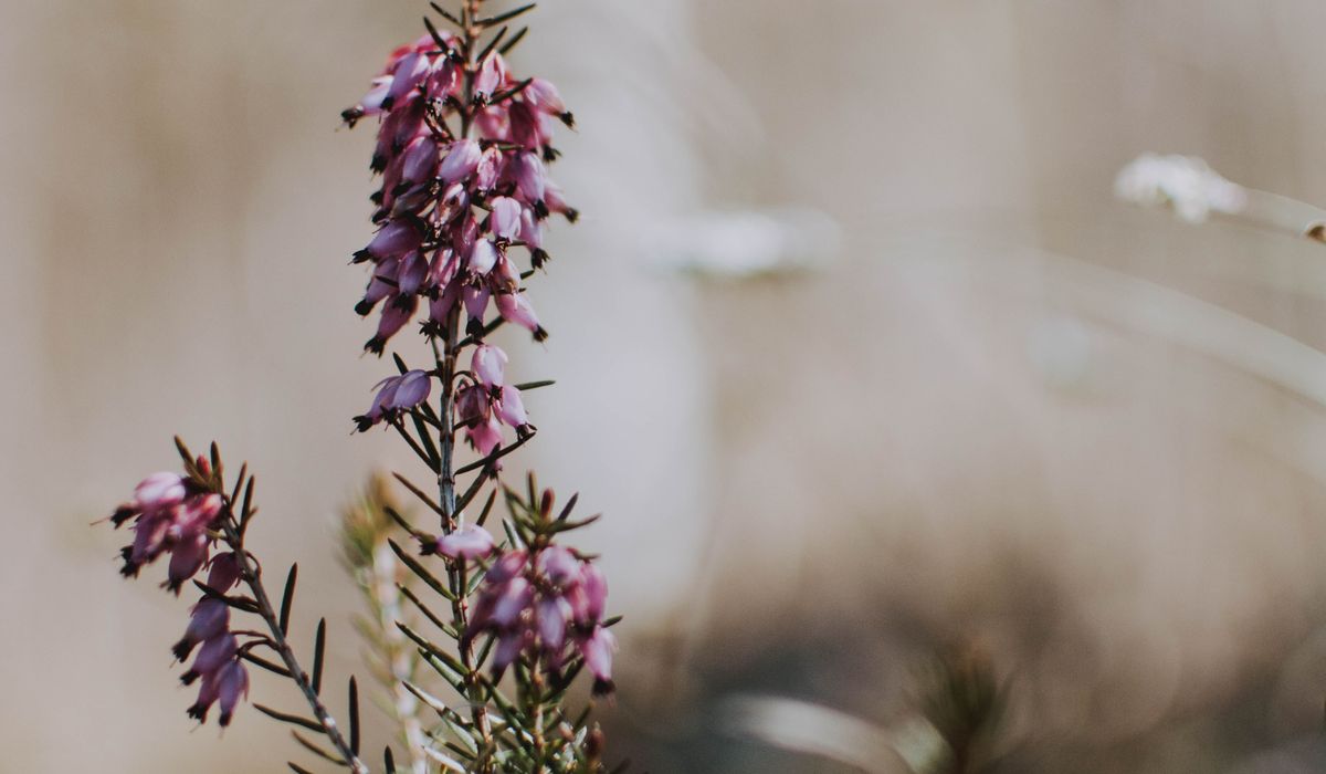 Photographing heather in bloom without disturbing wildlife