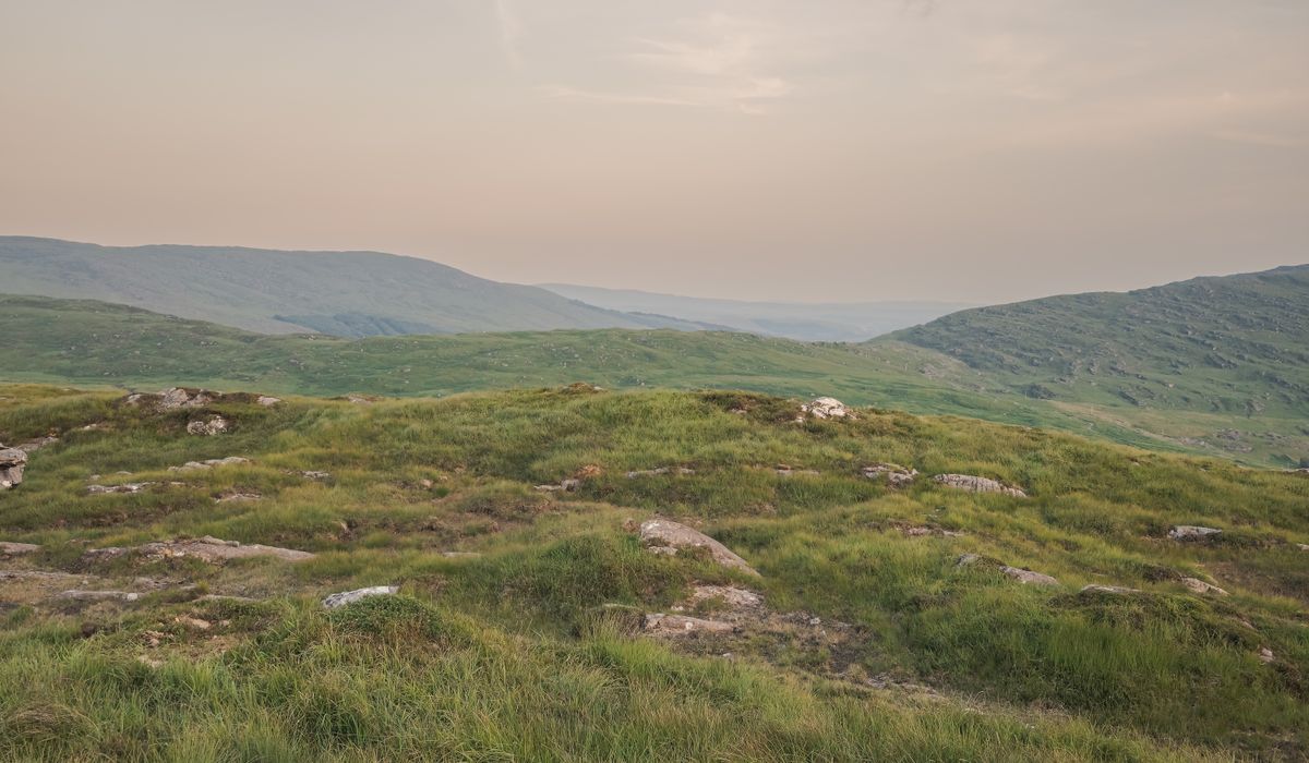 Spotting red grouse on heather moorland walks