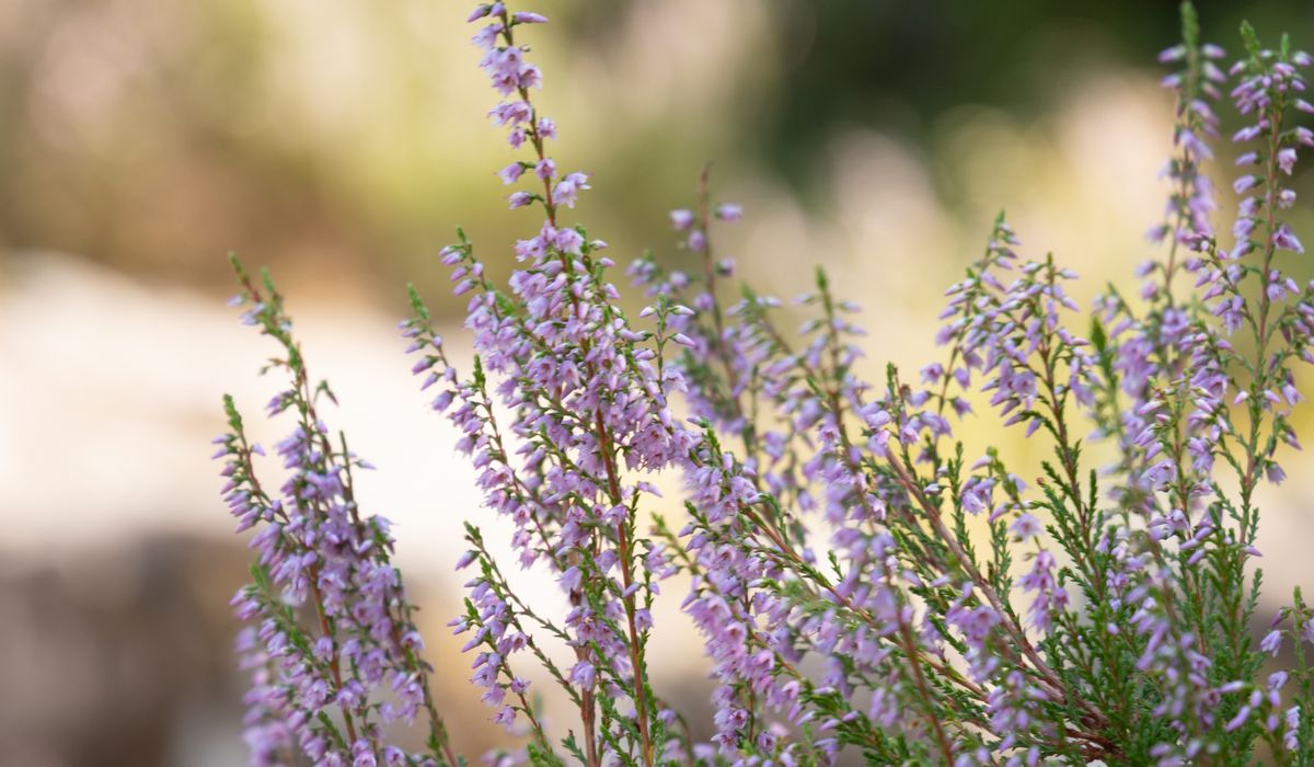 Using foreground interest in upland landscape photos